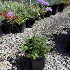 Potted Butterfly Blue Pincushion Flower plants with purple flowers on a gravel surface