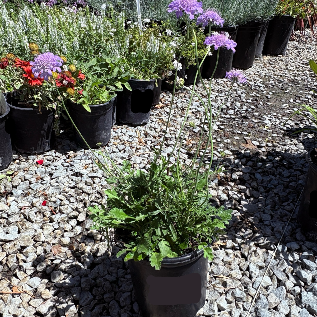 Potted Butterfly Blue Pincushion Flower plants with purple flowers on a gravel surface