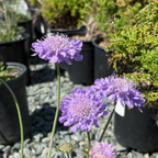 Butterfly Blue Pincushion Flower with green foliage in a garden setting