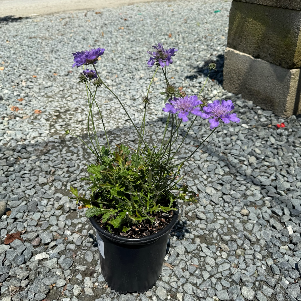 Potted Butterfly Blue Pincushion Flower plant with purple flowers on a gravel surface