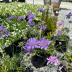 Butterfly Blue Pincushion Flower in pots on a gravel surface with greenery in the background