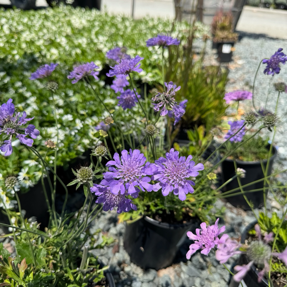Butterfly Blue Pincushion Flower in pots on a gravel surface with greenery in the background