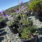 Potted Butterfly Blue Pincushion Flower plants with purple flowers in a garden setting