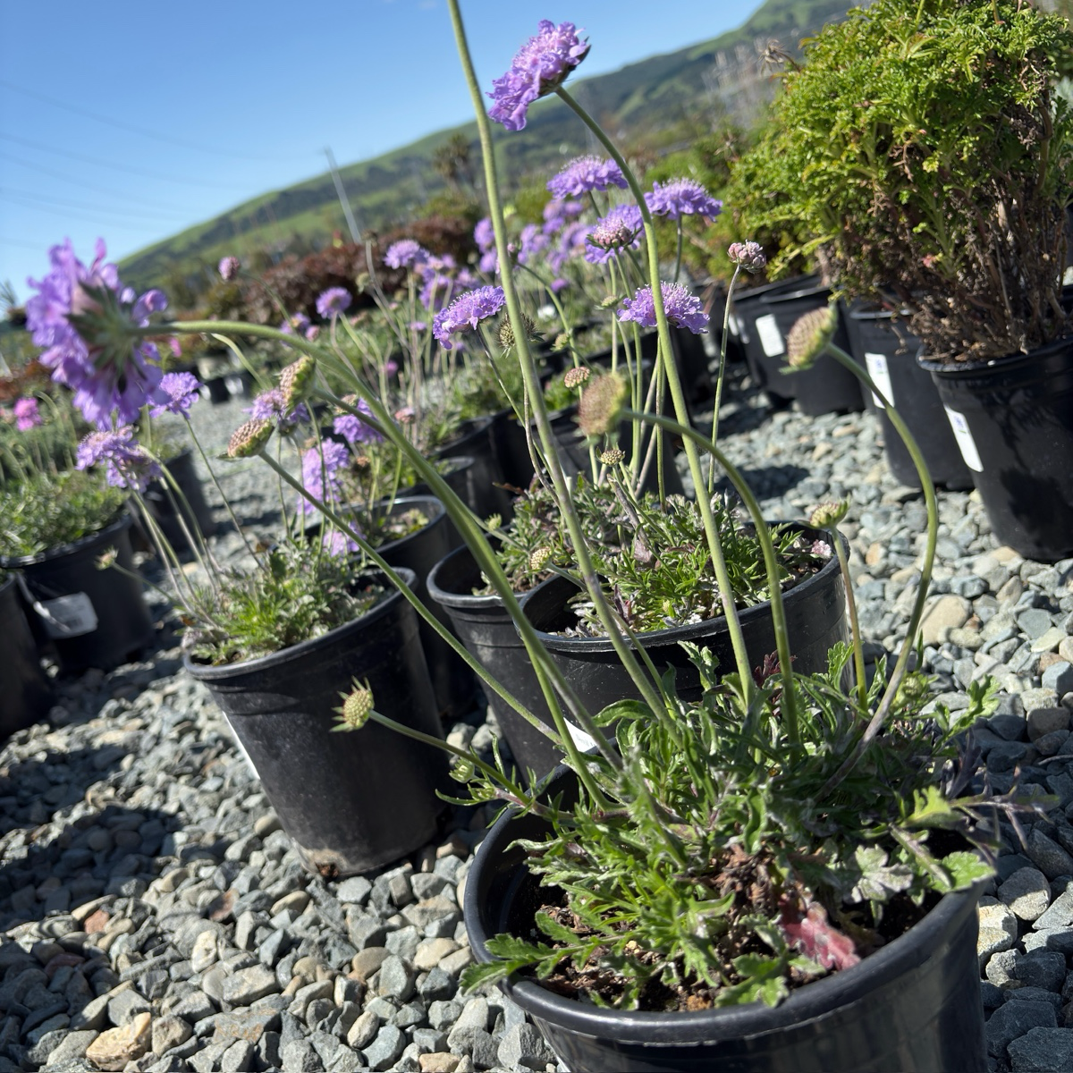 Potted Butterfly Blue Pincushion Flower plants with purple flowers in a garden setting