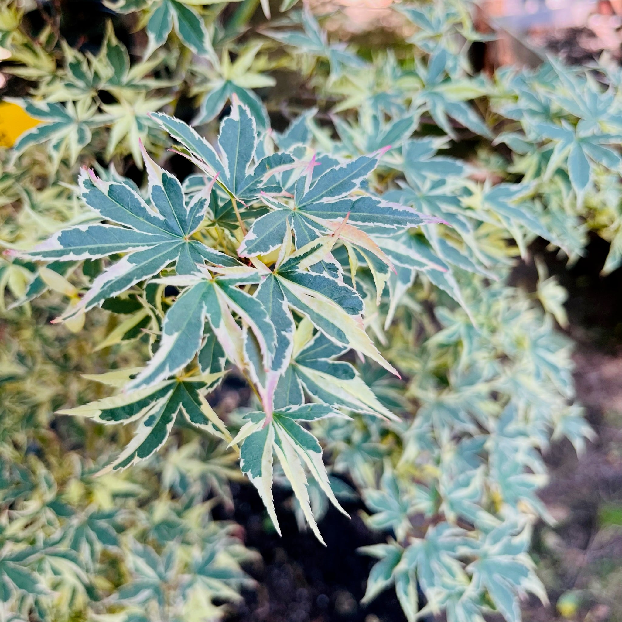 Close-up of variegated green and white leaves on Butterfly Japanese Maple