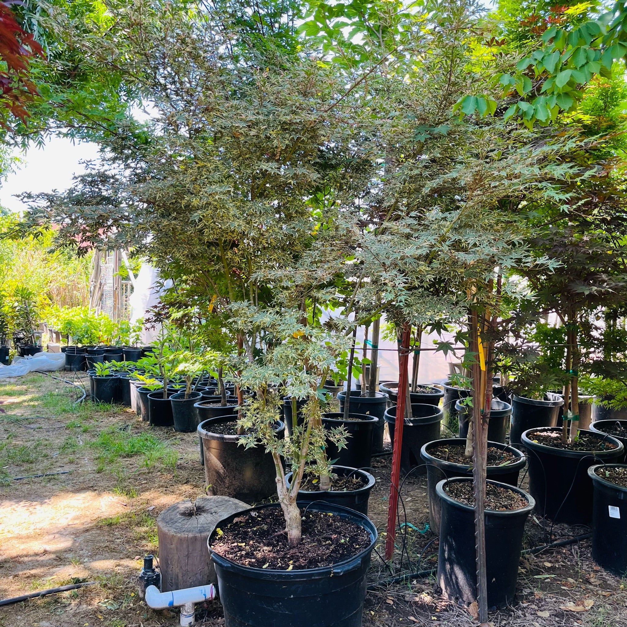 Row of potted Butterfly Japanese Maple trees in victory nursery