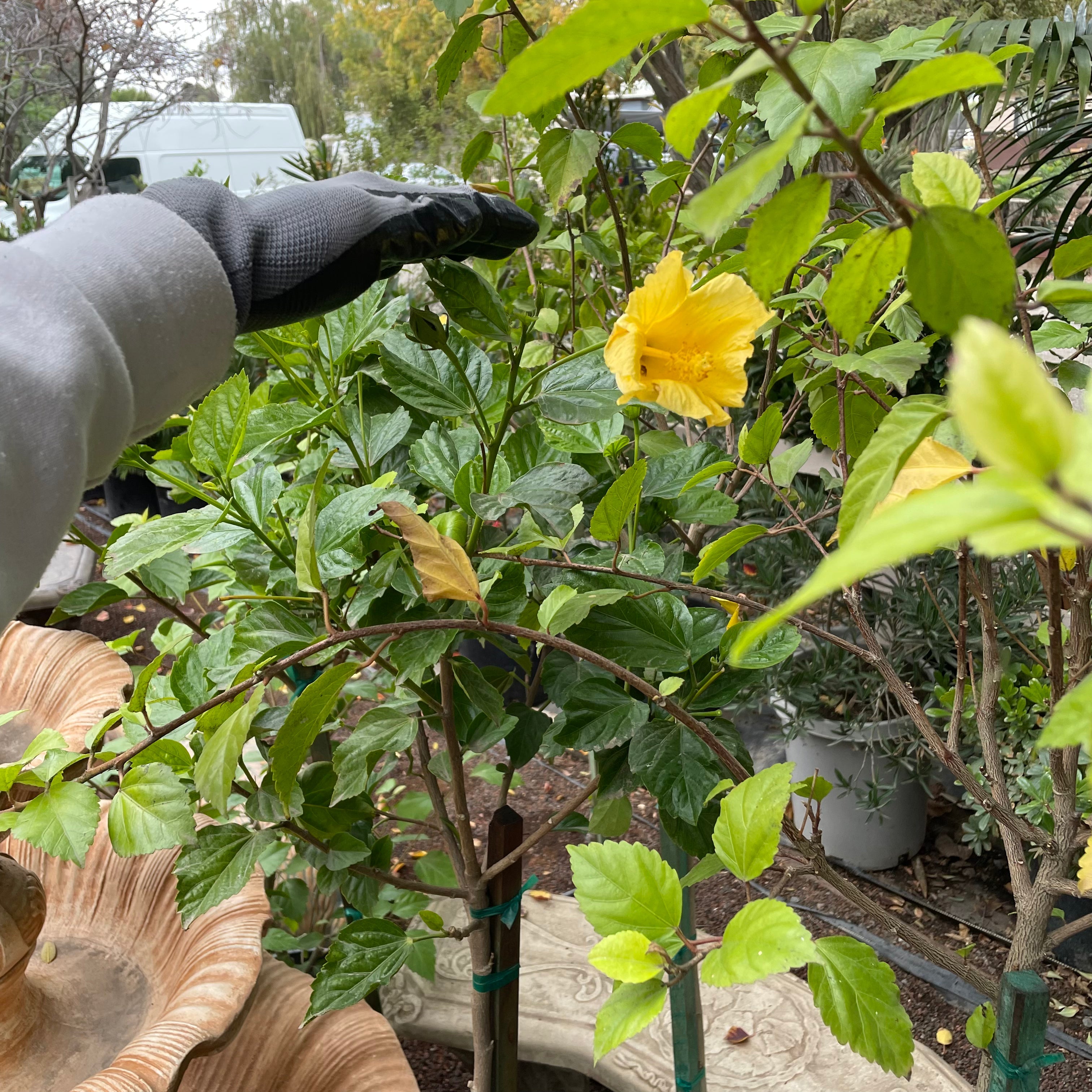 Person wearing gloves touching a yellow Butterfly Tropical Hibiscus flower in a garden setting
