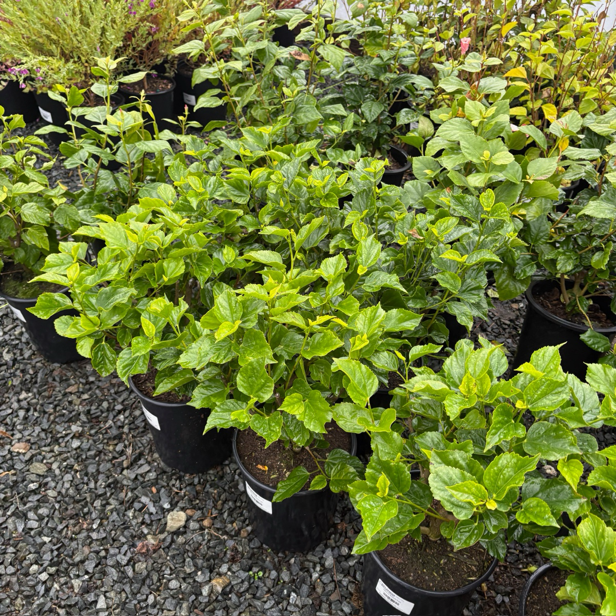 Row of potted Butterfly Tropical Hibiscus plants in a garden setting