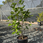 Potted Butterfly Tropical Hibiscus plant in a greenhouse setting