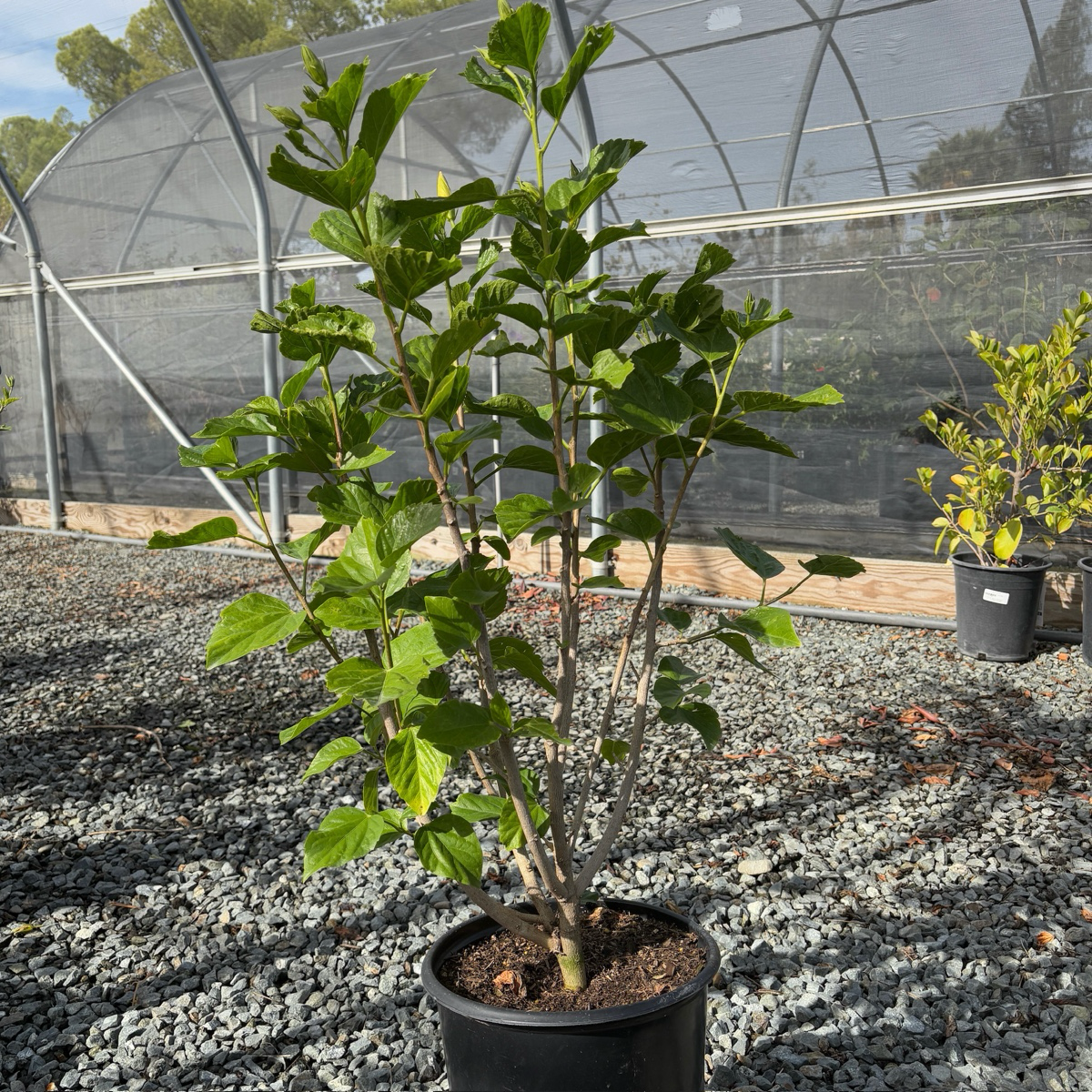 Potted Butterfly Tropical Hibiscus plant in a greenhouse setting