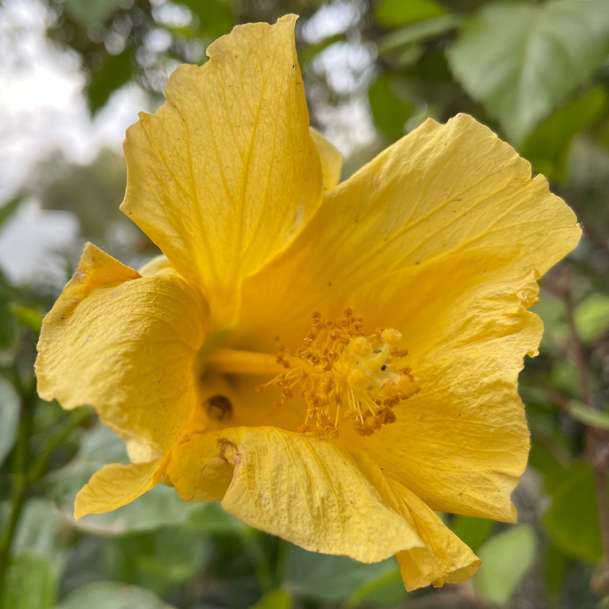 Close-up of a bright yellow flower with green leaves on Butterfly Tropical Hibiscus