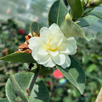 Buttermint Camellia