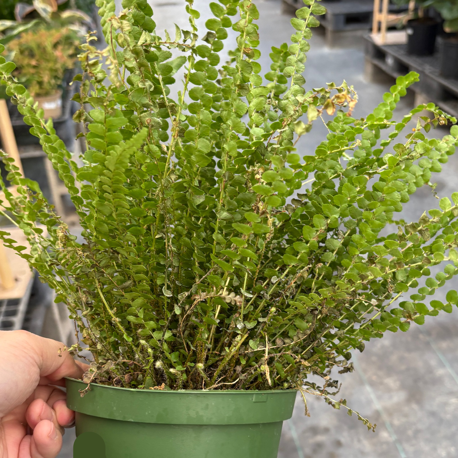 Person holding a potted Button Sword Fern plant in an indoor setting
