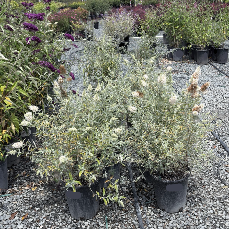 Buzz  Ivory Butterfly Bush