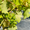 Cabernet Sauvignon Wine Grape