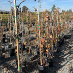 Cabernet Sauvignon Wine Grape