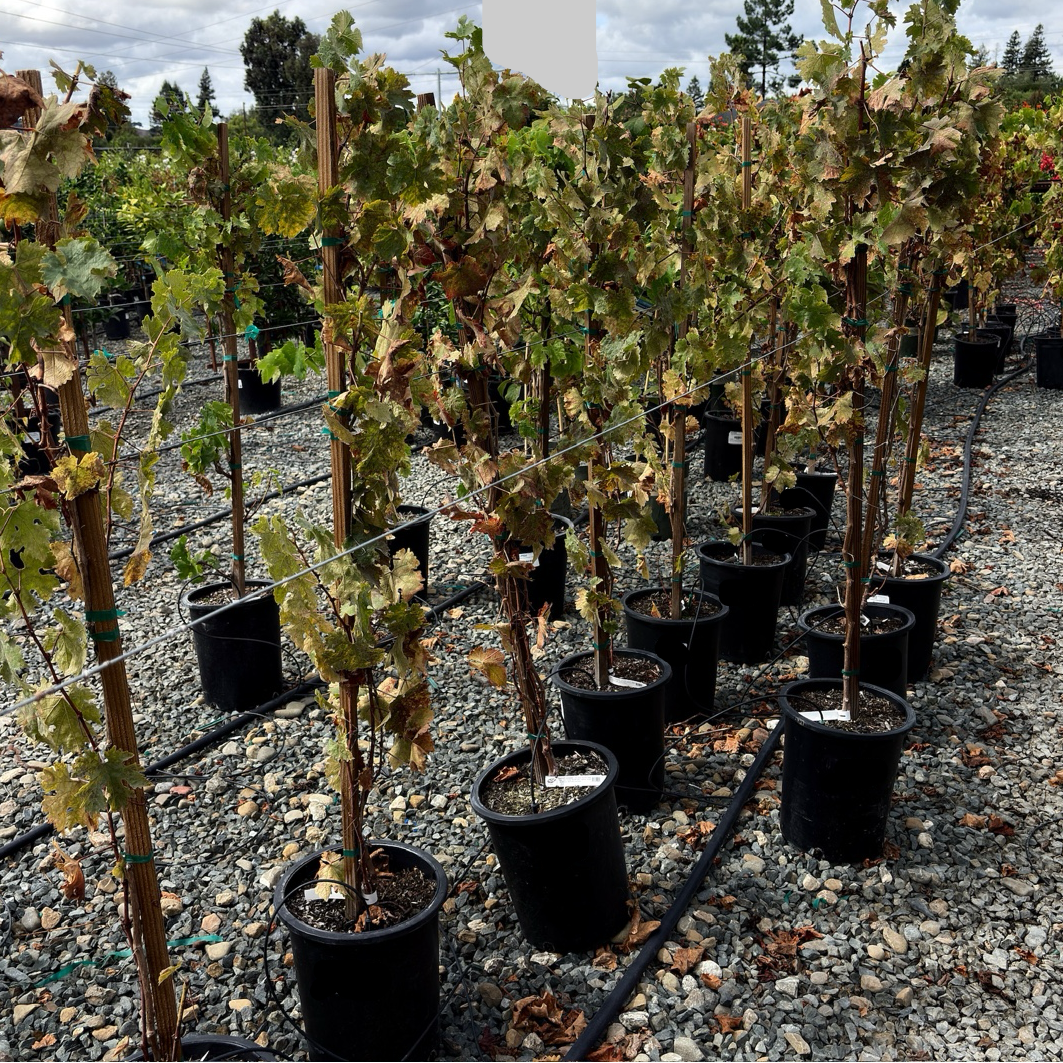 Cabernet Sauvignon Wine Grape