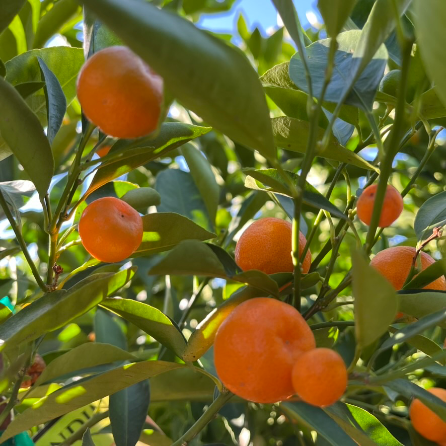 calamondin mini orange tree Calamondin
