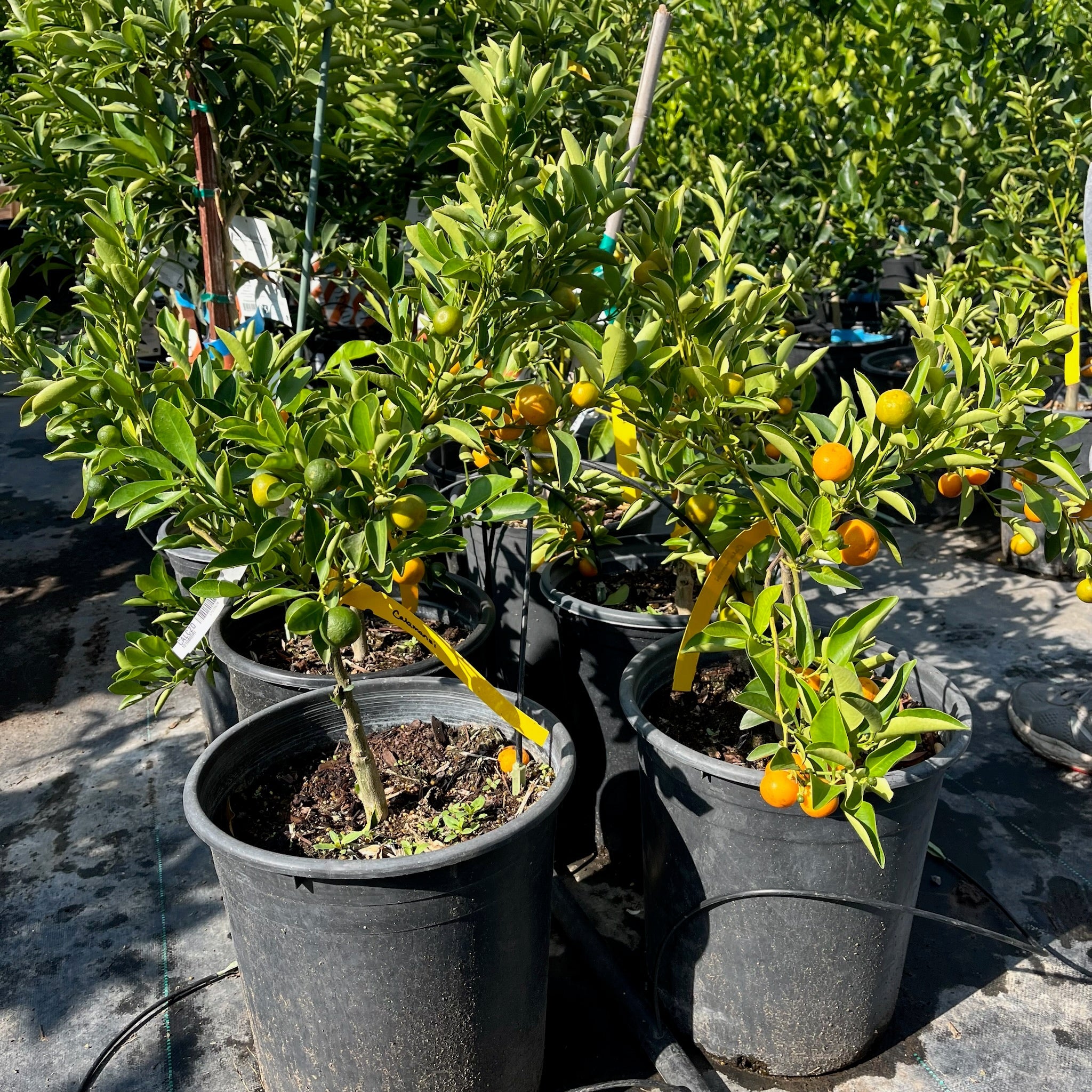Calamondin Citrus