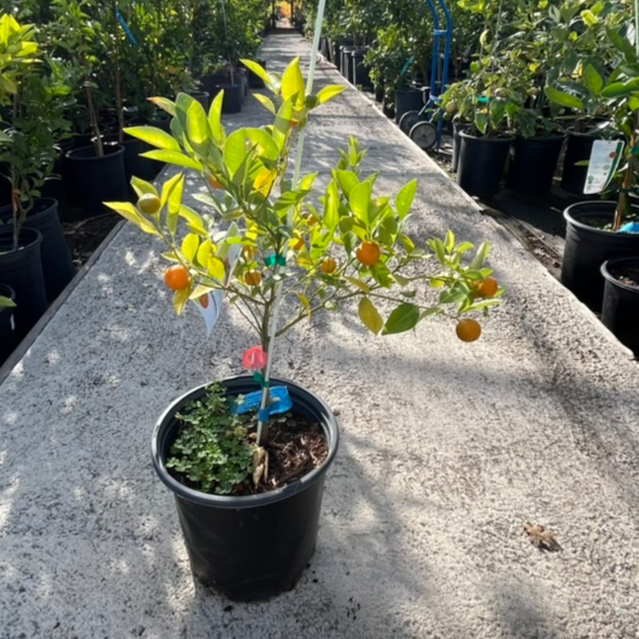 Calamondin Citrus
