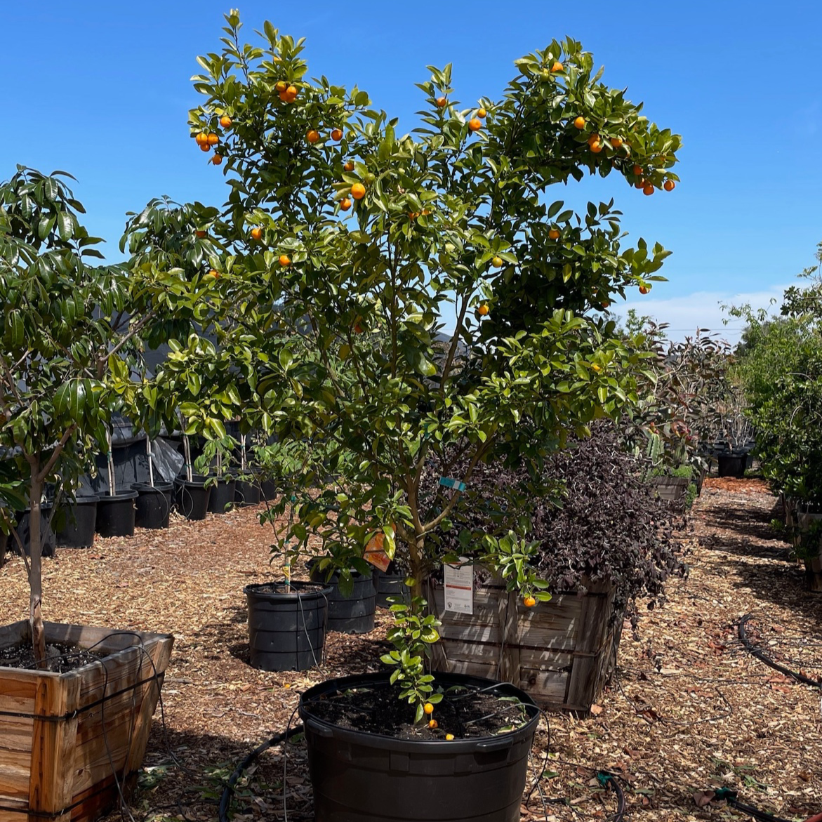 calamondin orange tree size Calamondin Citrus Tree