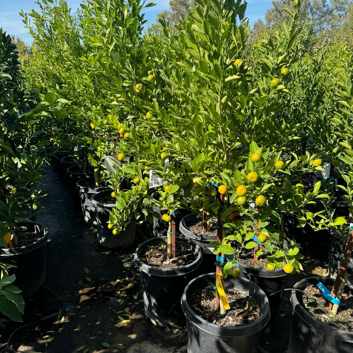 dwarf calamondin tree Calamondin Citrus Tree