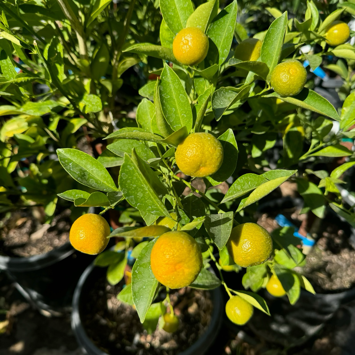 calamondin lime tree Calamondin Citrus Tree
