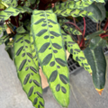 Calathea Rattlesnake