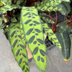 Calathea Rattlesnake