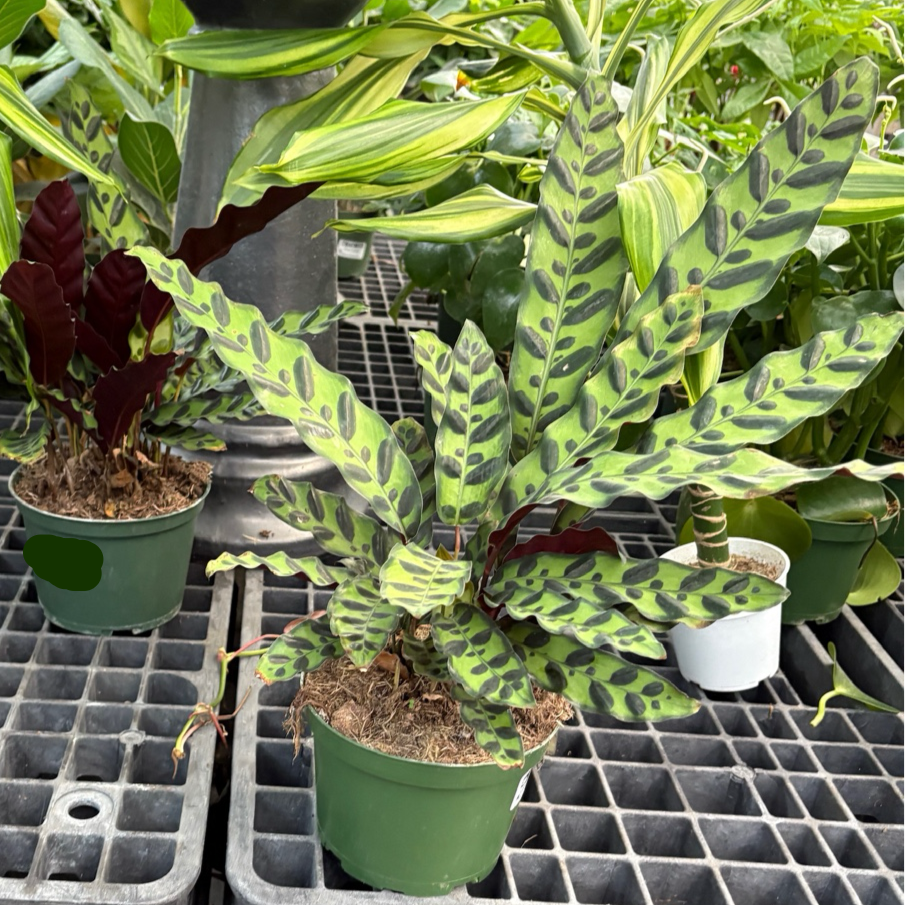 Calathea Rattlesnake