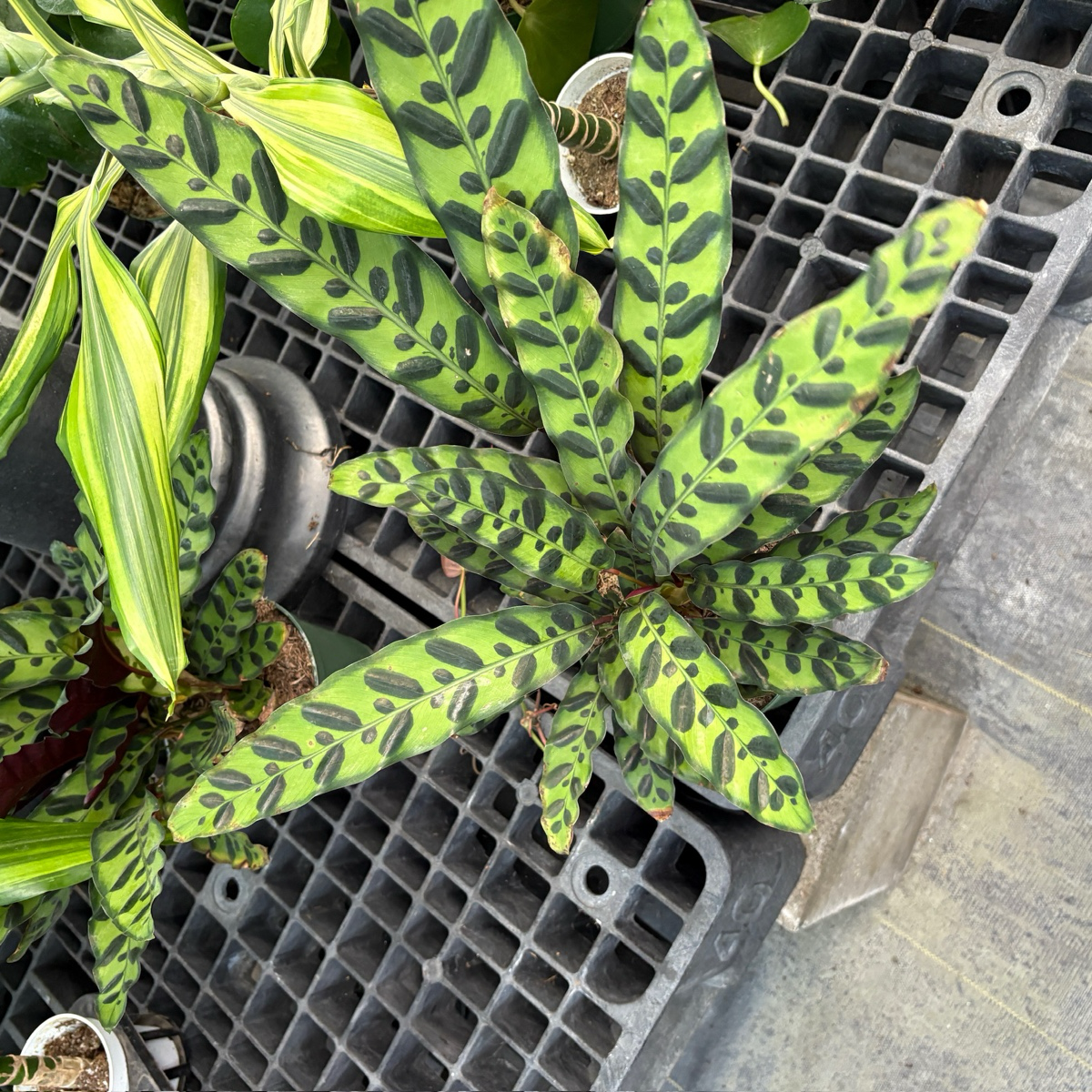Calathea Rattlesnake