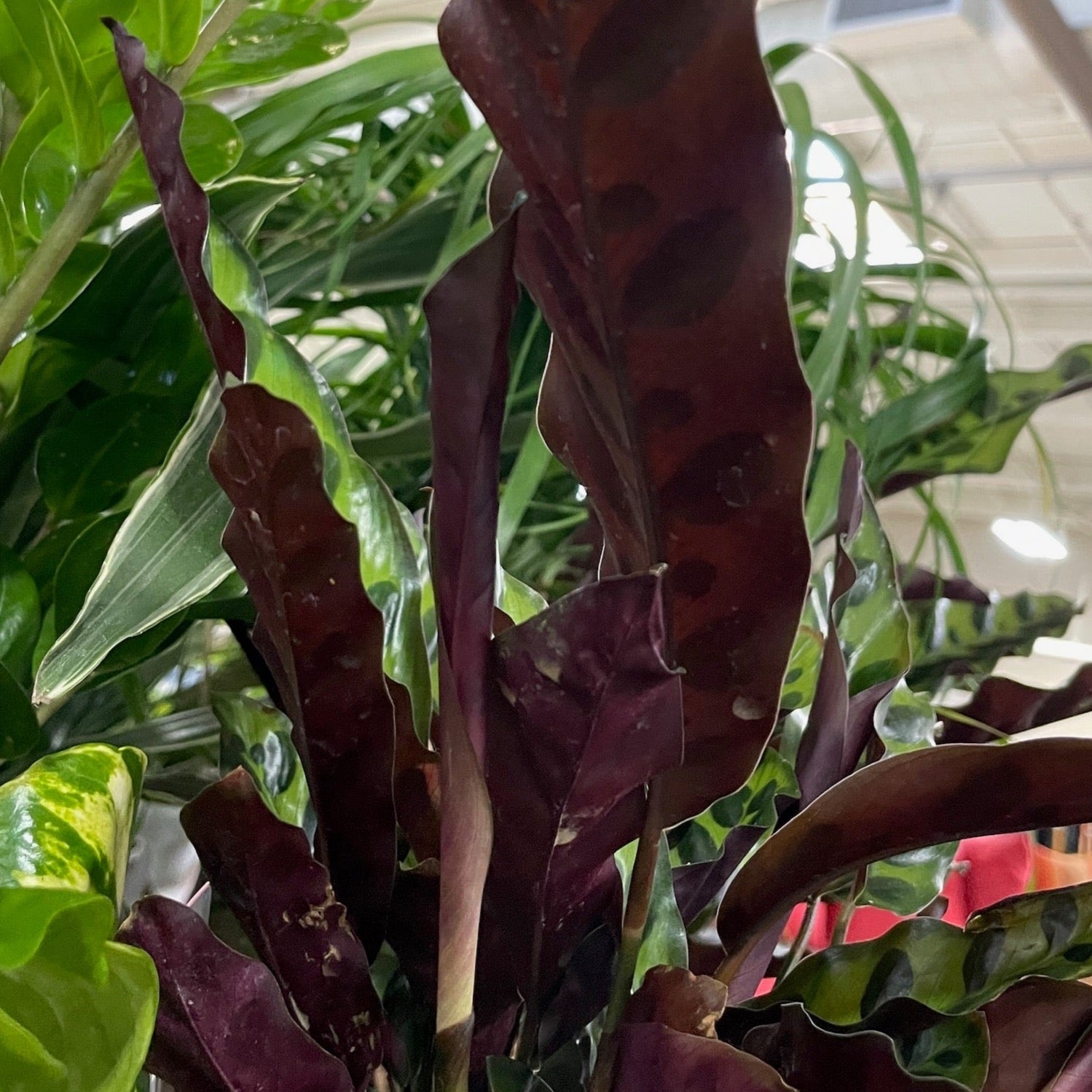 Calathea Rattlesnake