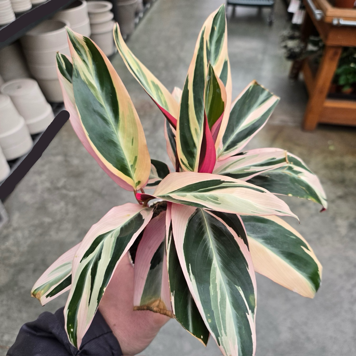 variegated prayer plant Triostar Stromanthe