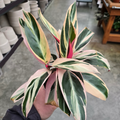 Calathea Triostar