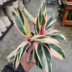 Calathea Triostar
