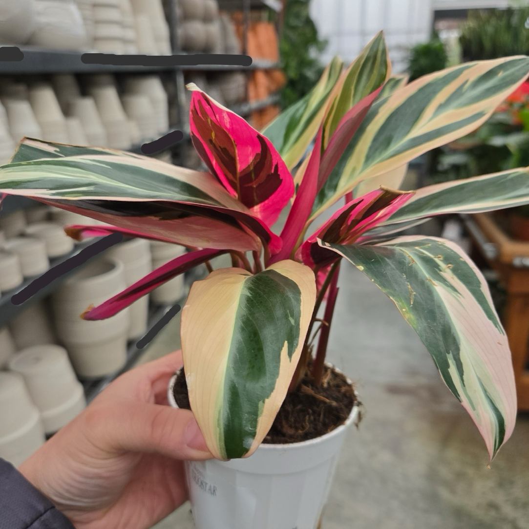 triostar prayer plant Calathea Triostar