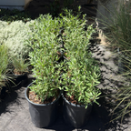 California Blue Sage