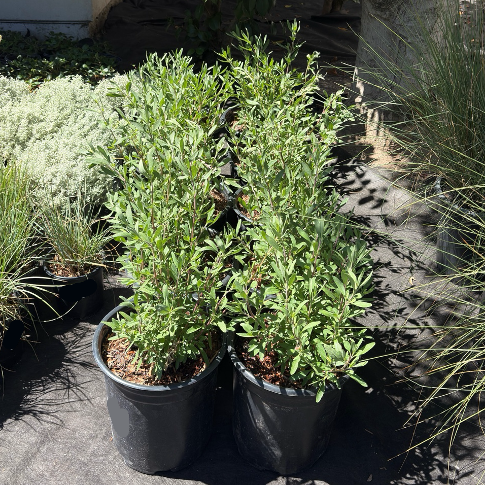 California Blue Sage