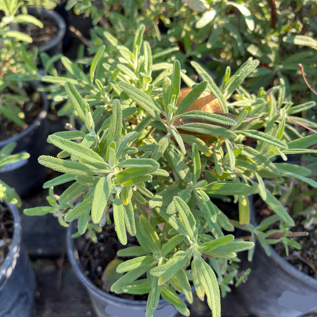 California Blue Sage