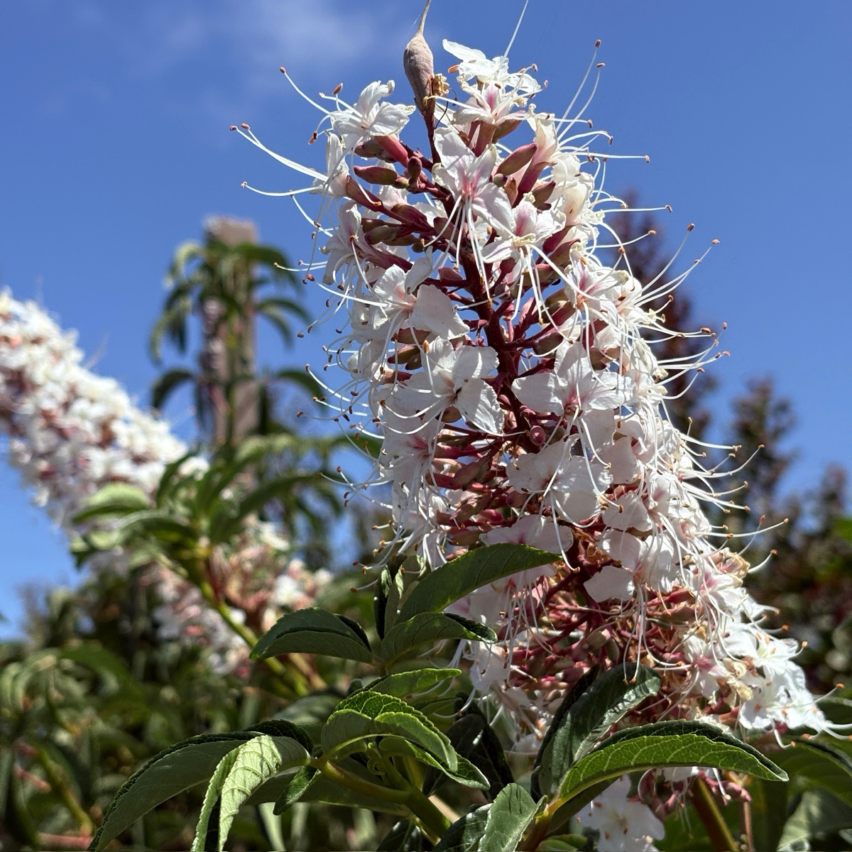 California Buckeye Close-up of a white flower cluster with green leaves against a blue sky.