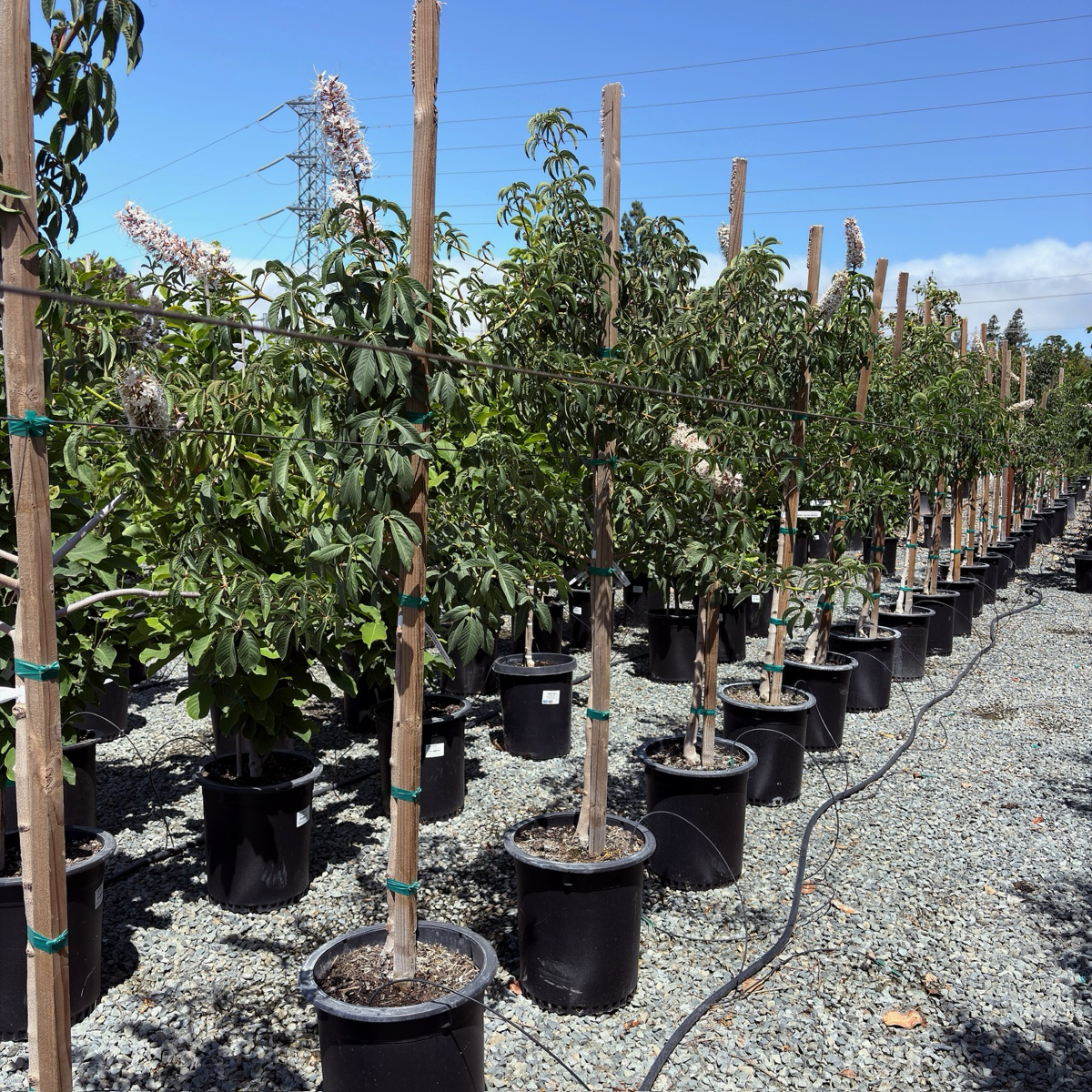 Row of potted California Buckeye trees with stakes in a nursery setting