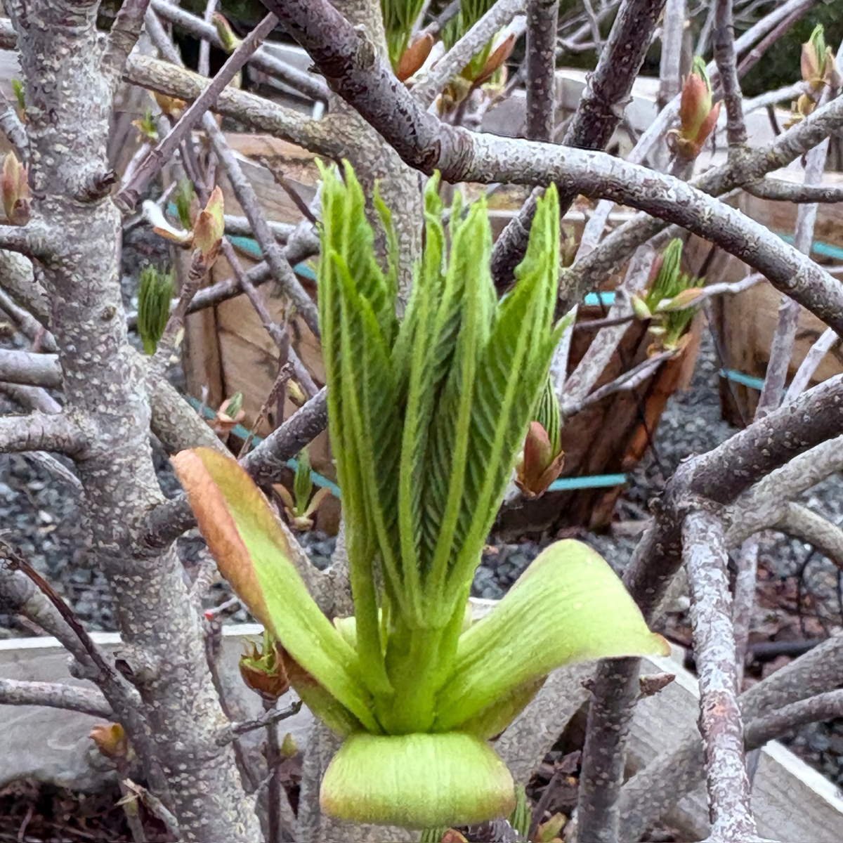 Close-up of California Buckeye bud surrounded by branches