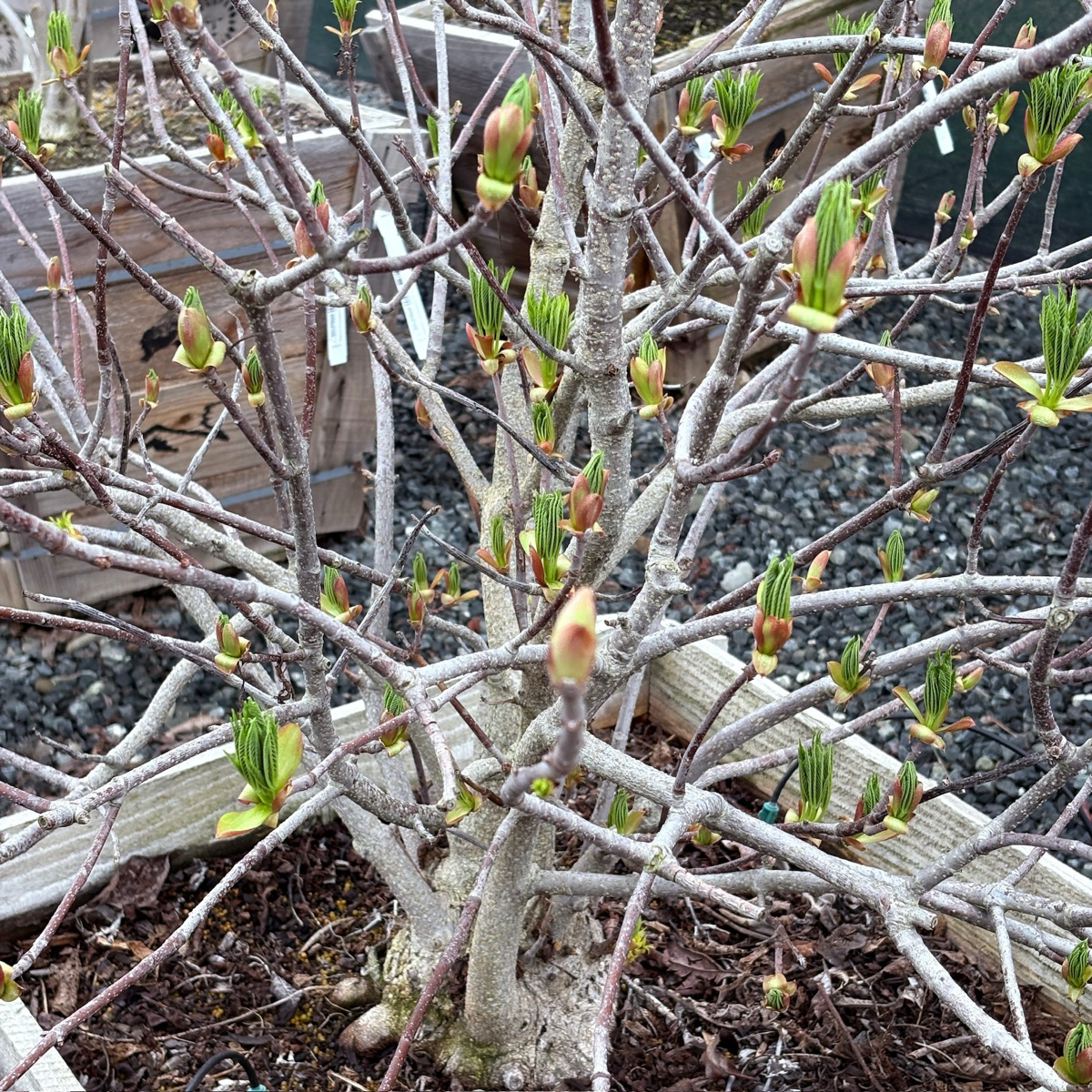 California Buckeye Branches with emerging green buds on a tree in a garden setting