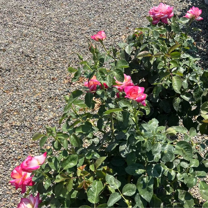 California Dreamin Hybrid Tea Rose