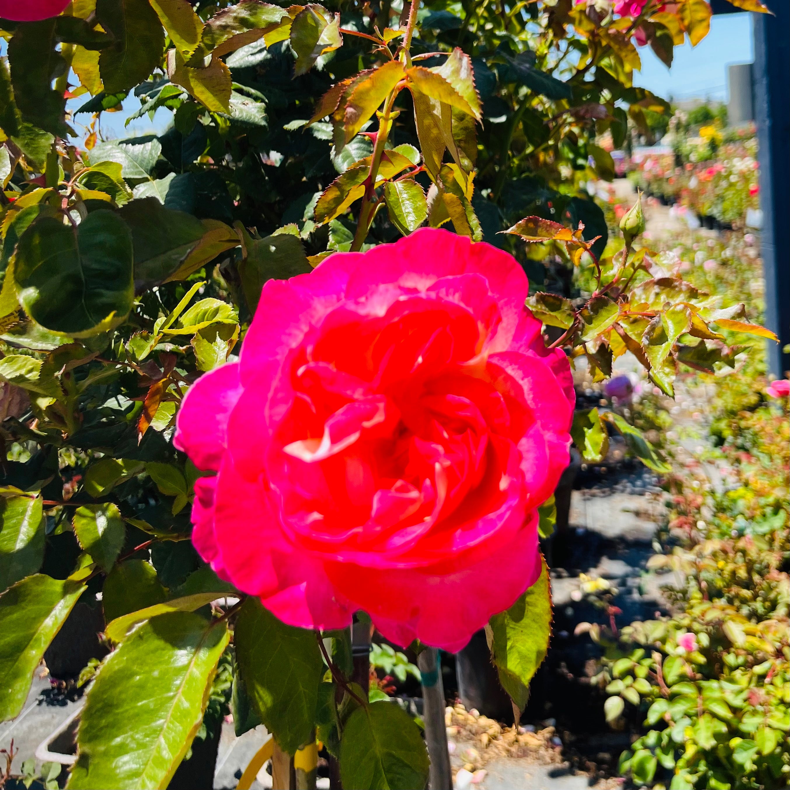 California Dreamin Hybrid Tea Rose