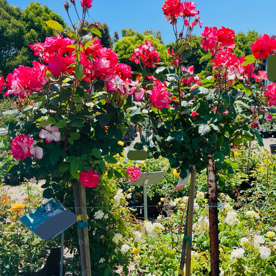 California Dreamin Hybrid Tea Rose