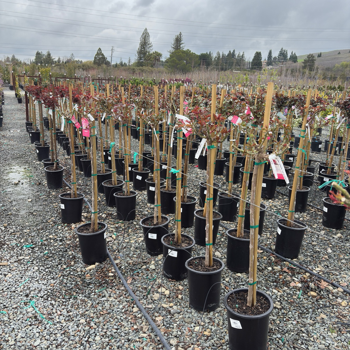 California Dreamin Hybrid Tea Rose