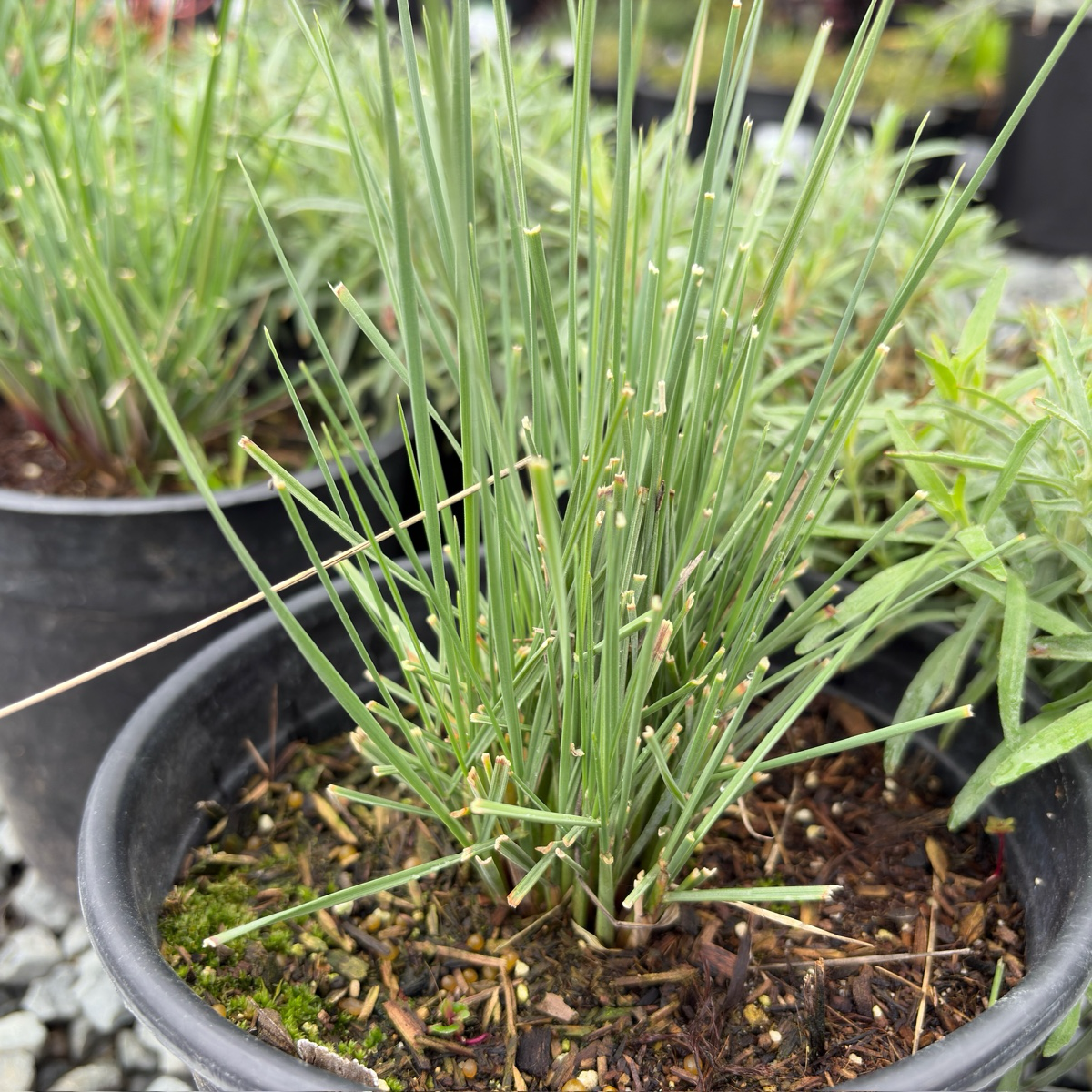 Potted California Fescue with green grass-like leaves in a garden setting
