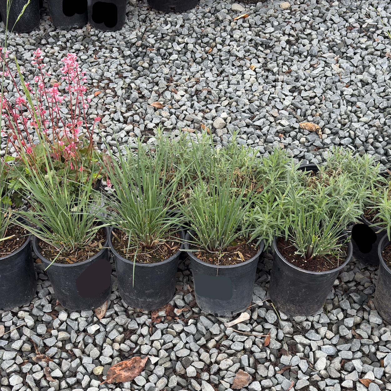 Row of potted California Fescue on a gravel surface