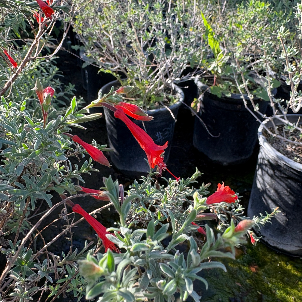 Red flowers growing among California Fuchsia with black pots in the background